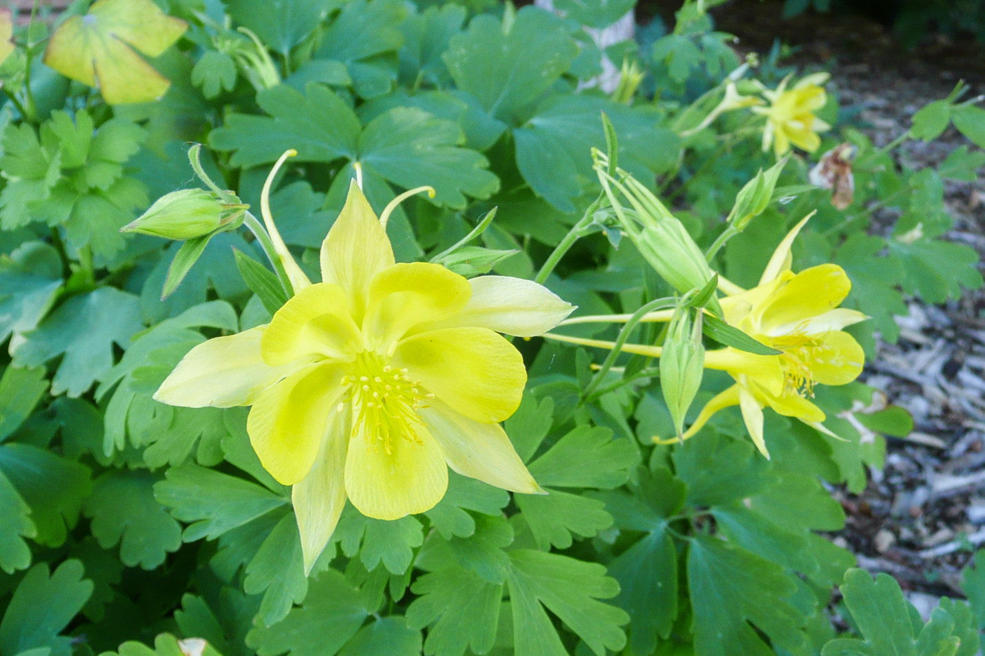 Denver Gold Columbine